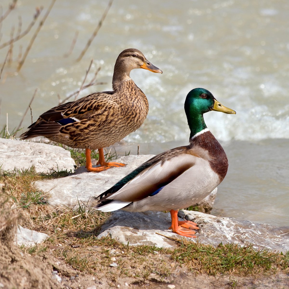Male and female mallard. Photo shared on Wikipedia by Richard Bartz.