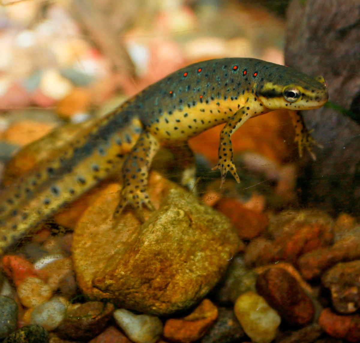 Adult male red-spotted newt. Photo shared on Wikipedia by Brian Gratwicke.