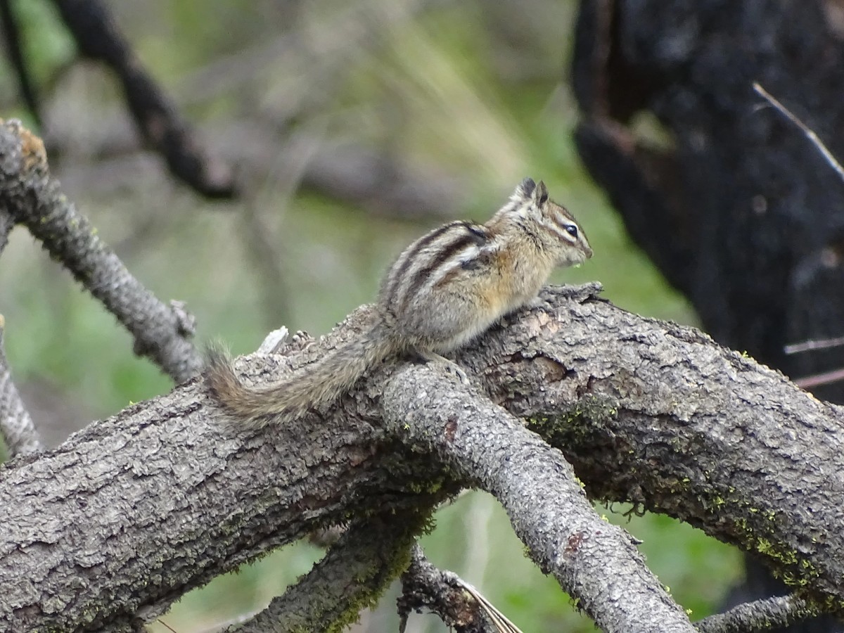 Coulee Chipmunk. Photo posted to iNaturalist by user, molothrus.