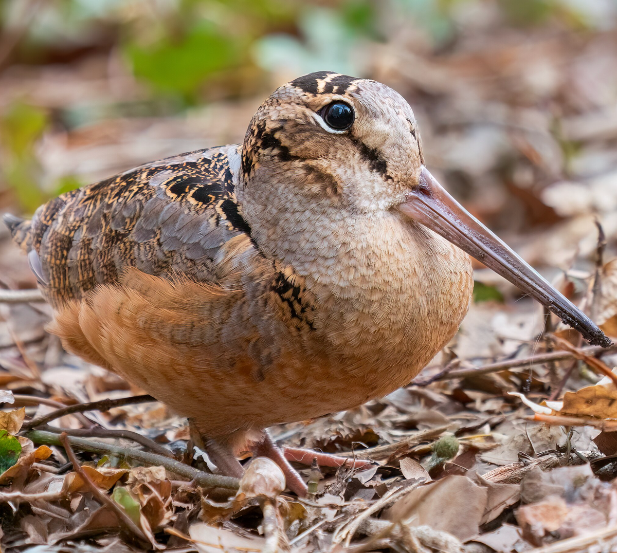 American woodcock in Bryant Park. Photo shared on Wikipedia by Rhododendrites.