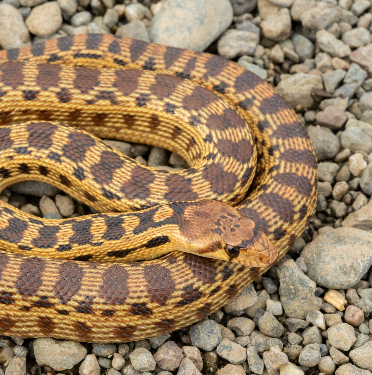Gopher snake in California. Photo shared on Wikipedia by Benjamin Genter.