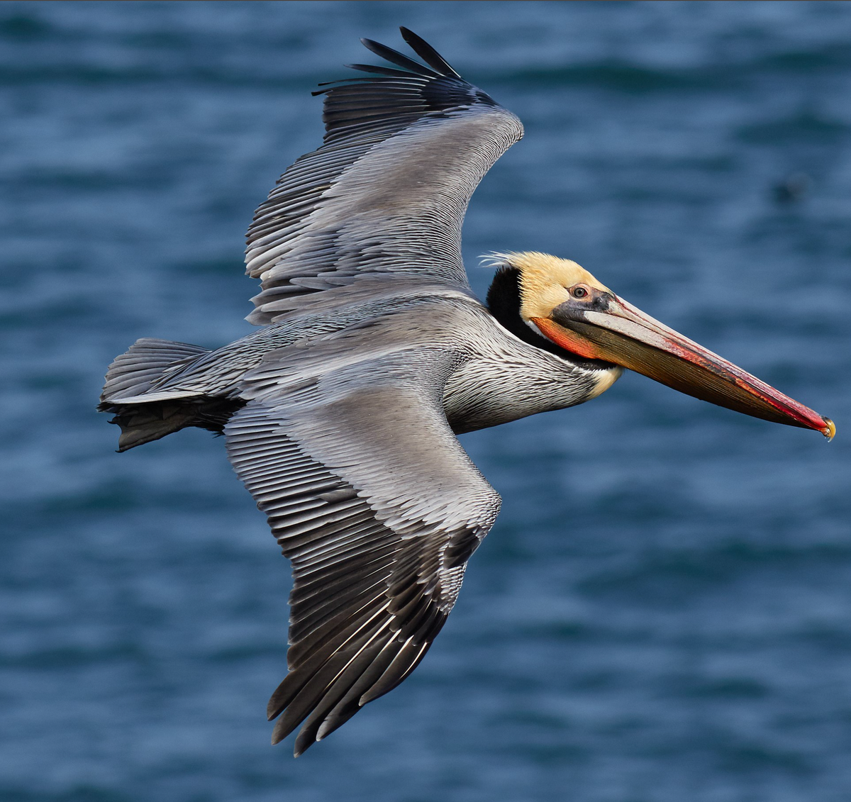 Brown pelican in flight. Photo shared on Wikipedia by Frank Schulenburg.