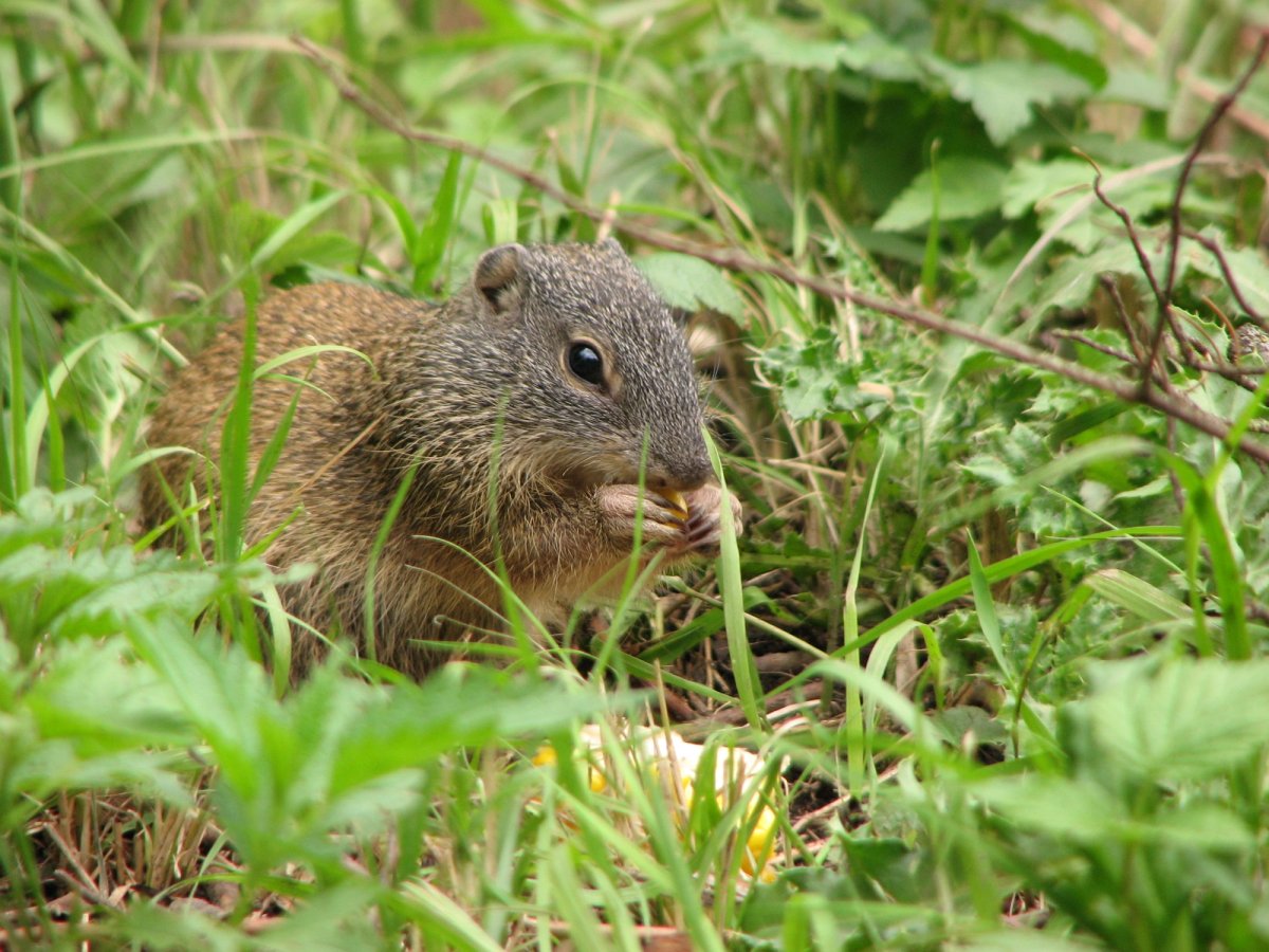 Franklin's Ground Squirrel eating in grass. Photo posted to Wikipedia by Ceasol.