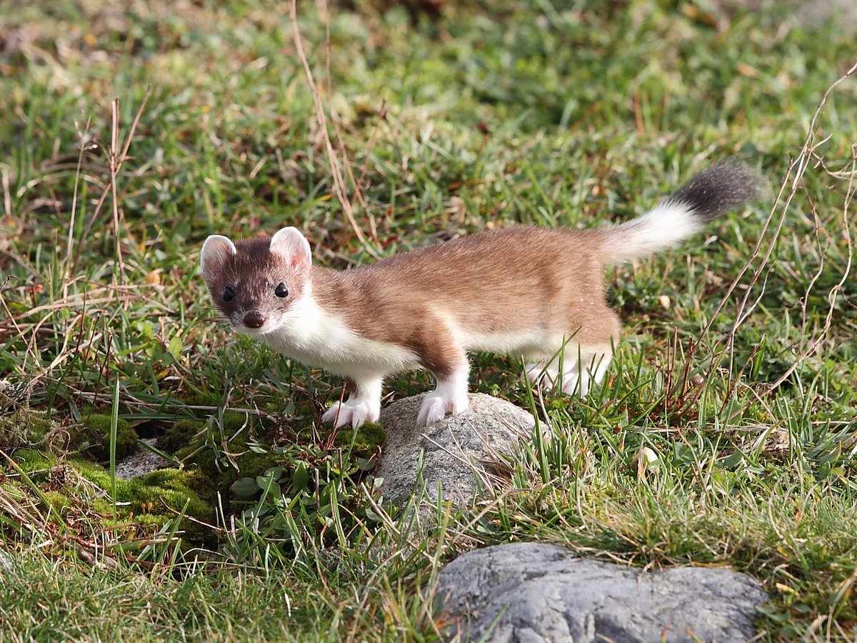Stoat. Photo shared on Wikipedia by Marton Berntsen.