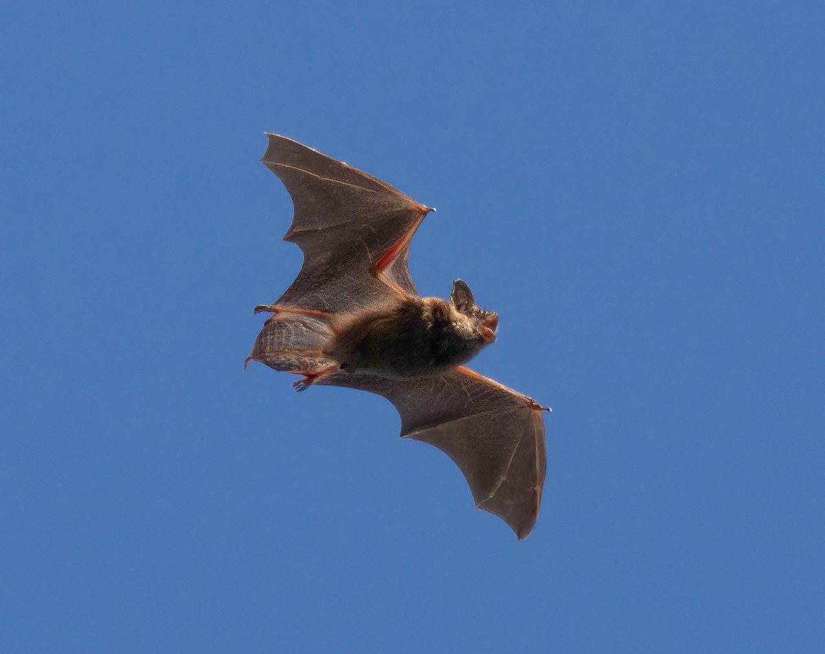 Big brown bat in flight in Prospect Park, Brooklyn. Photo shared on Wikipedia by Rhododendrites.