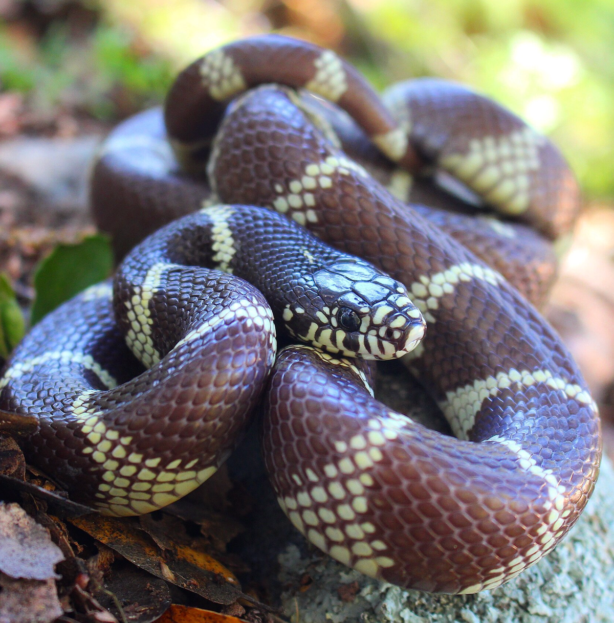 A California kingsnake from Sacramento County, California, USA. Photo shared on Wikipedia by Connor Long.
