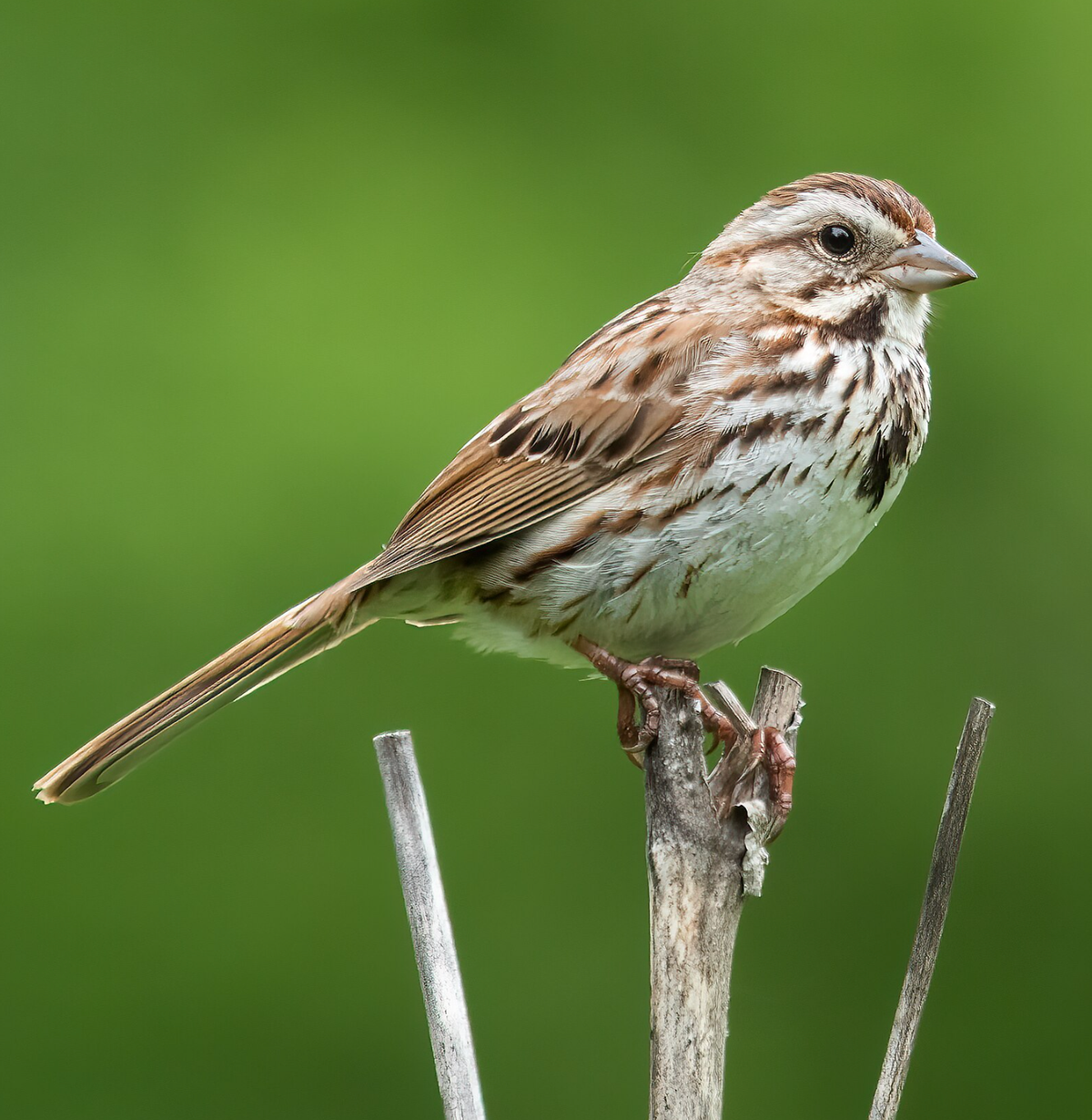 Male song sparrow in Prospect Park, Brooklyn, NY. Photo shared on Wikipedia by Rhododendrites.