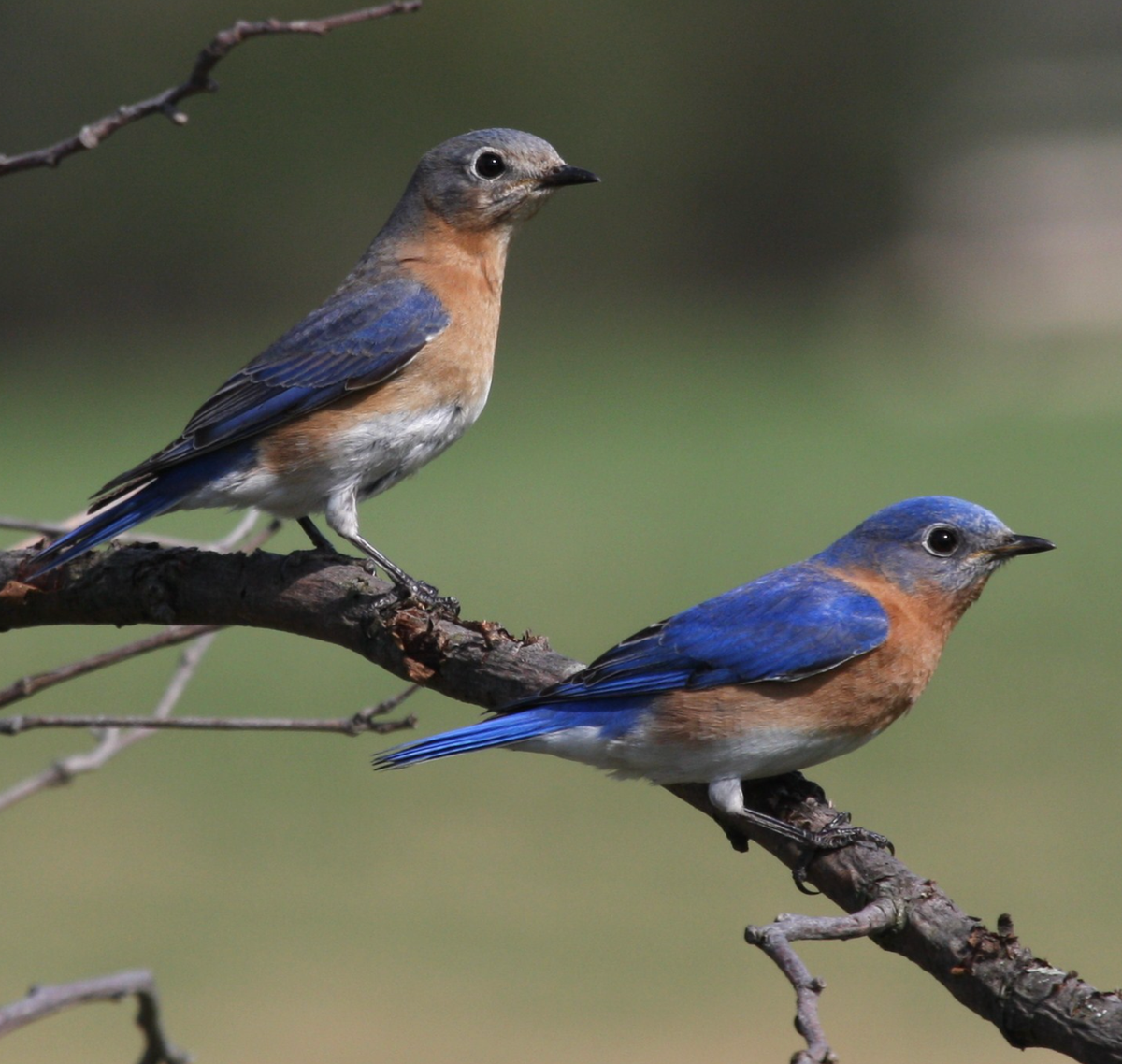 A pair of Eastern Bluebirds in MI. Photo shared on Wikipedia by Sandysphotos2009.