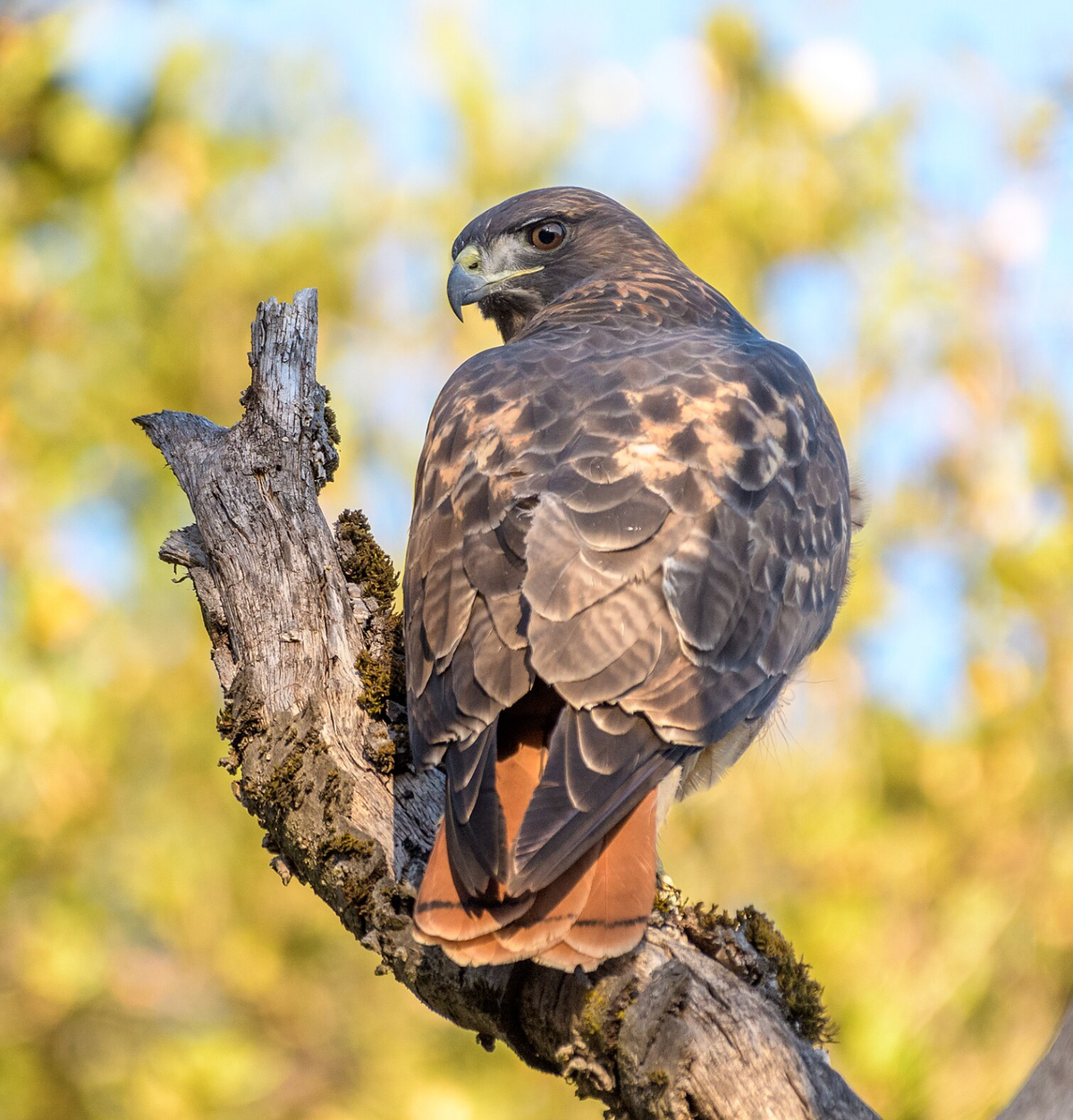 Sobrante Ridge Regional Preserve, Richmond, Contra Costa County, CA. Photo shared on Wikipedia by Becky Matsubara.