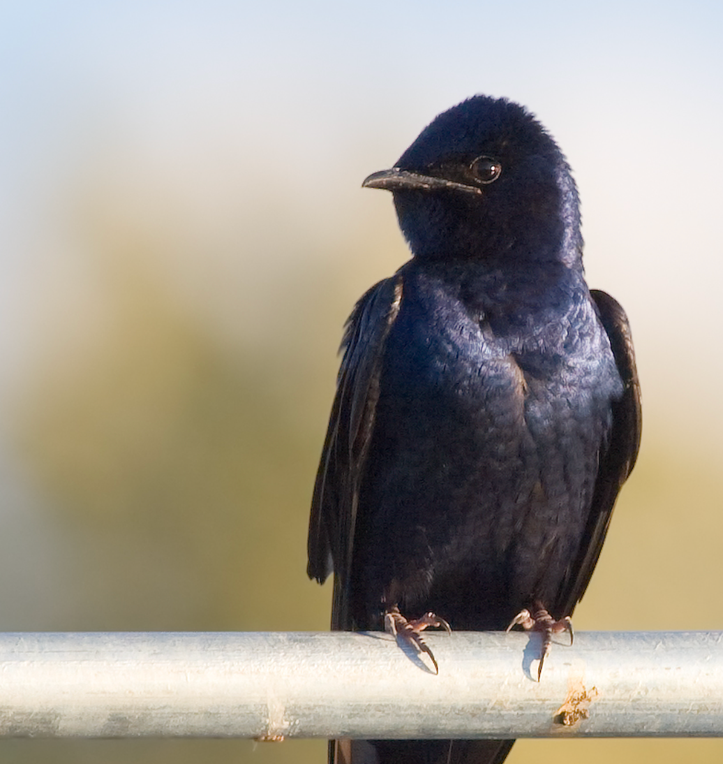 Purple Martin in Redmond, WA.. Photo shared on Wikipedia by JJ Cadiz.