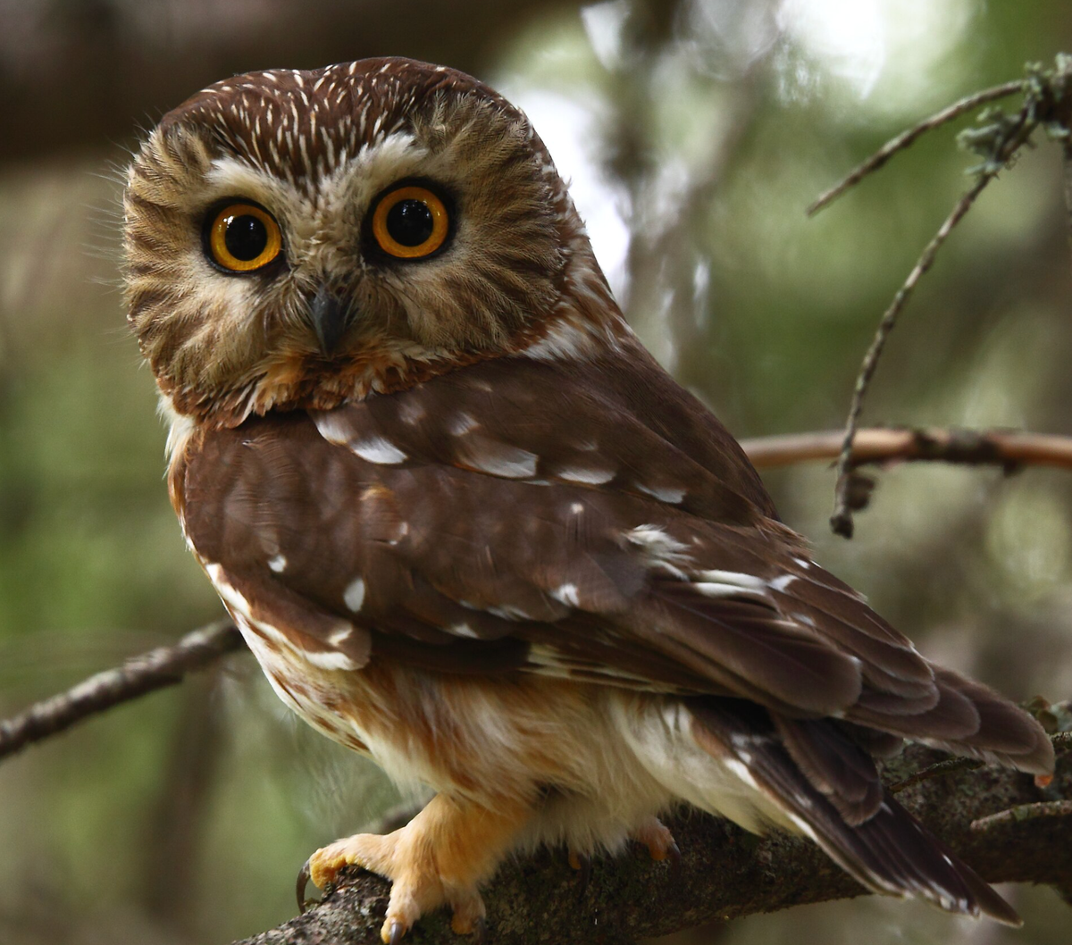 Male Northern Saw-whet Owl. Photo shared on Wikipedia by Kameron Perensovich.