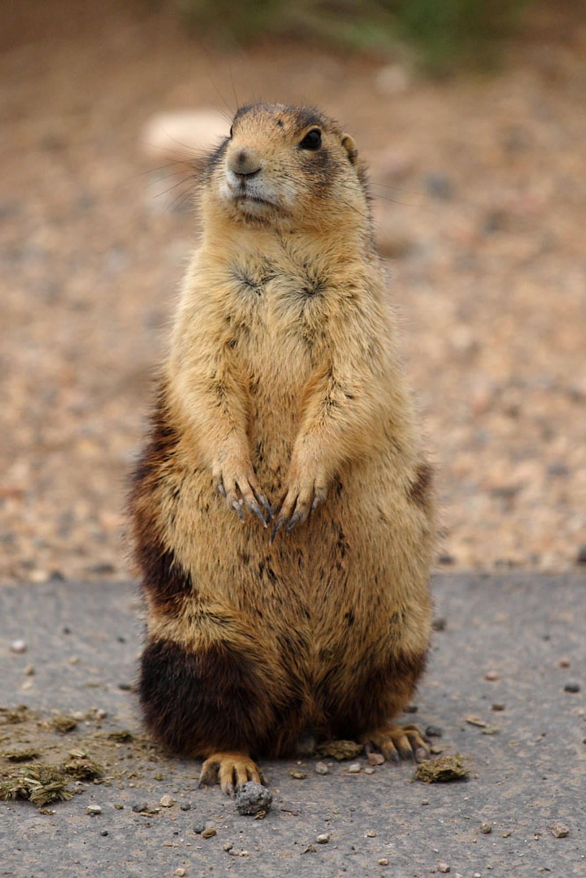 Utah Prairie Dog, Canyon National Park, UT. Photo posted to Wikipedia by James Phelps.