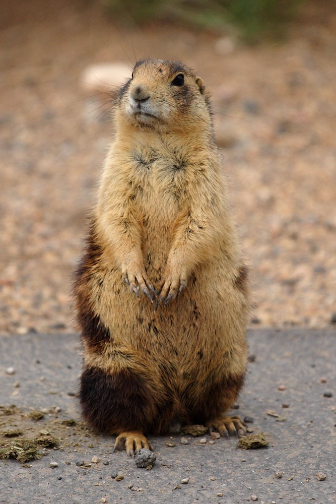 Utah Prairie Dog, Canyon National Park, UT. Photo posted to Wikipedia by James Phelps.