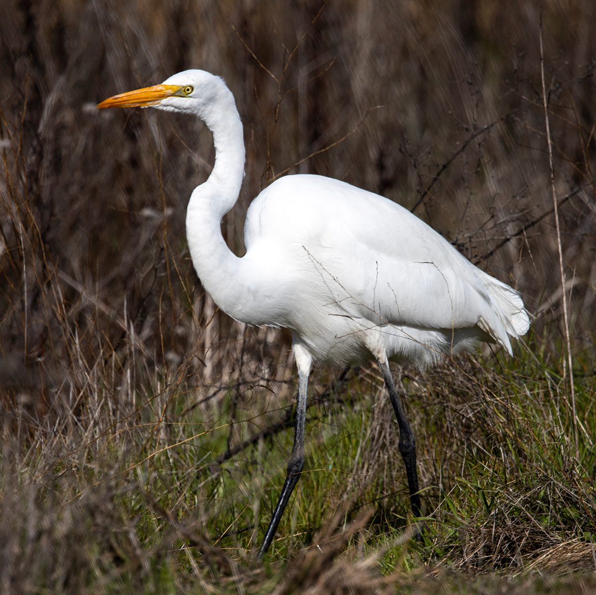 A great egret in Davis, CA. Photo shared on Wikipedia by Polinova.