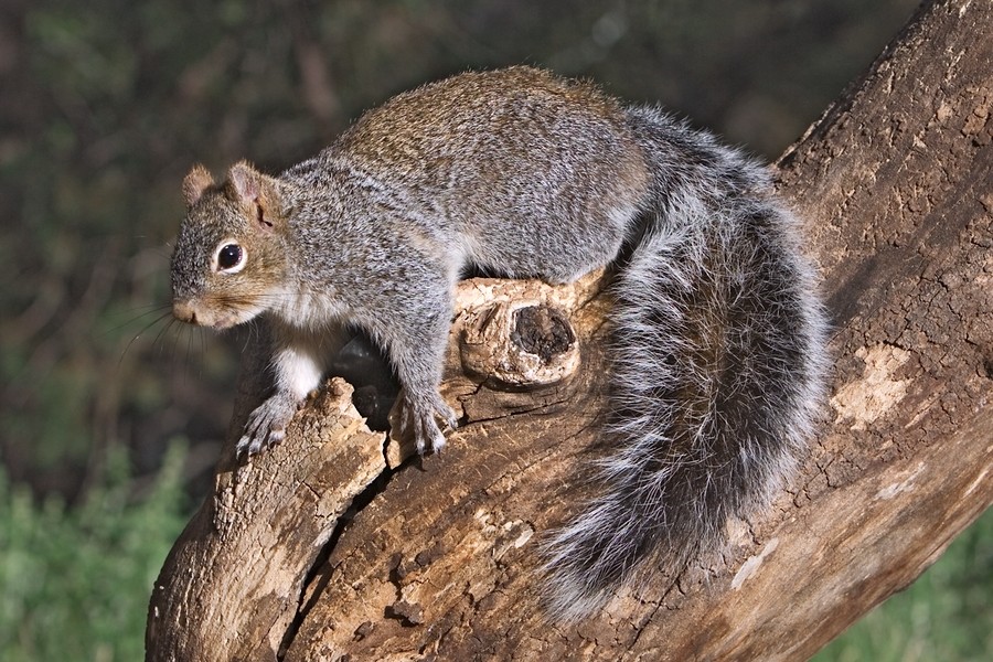 Arizona Gray Squirrel in a tree. Photo shared to Wikipedia and captioned with www.naturespicsonline.com