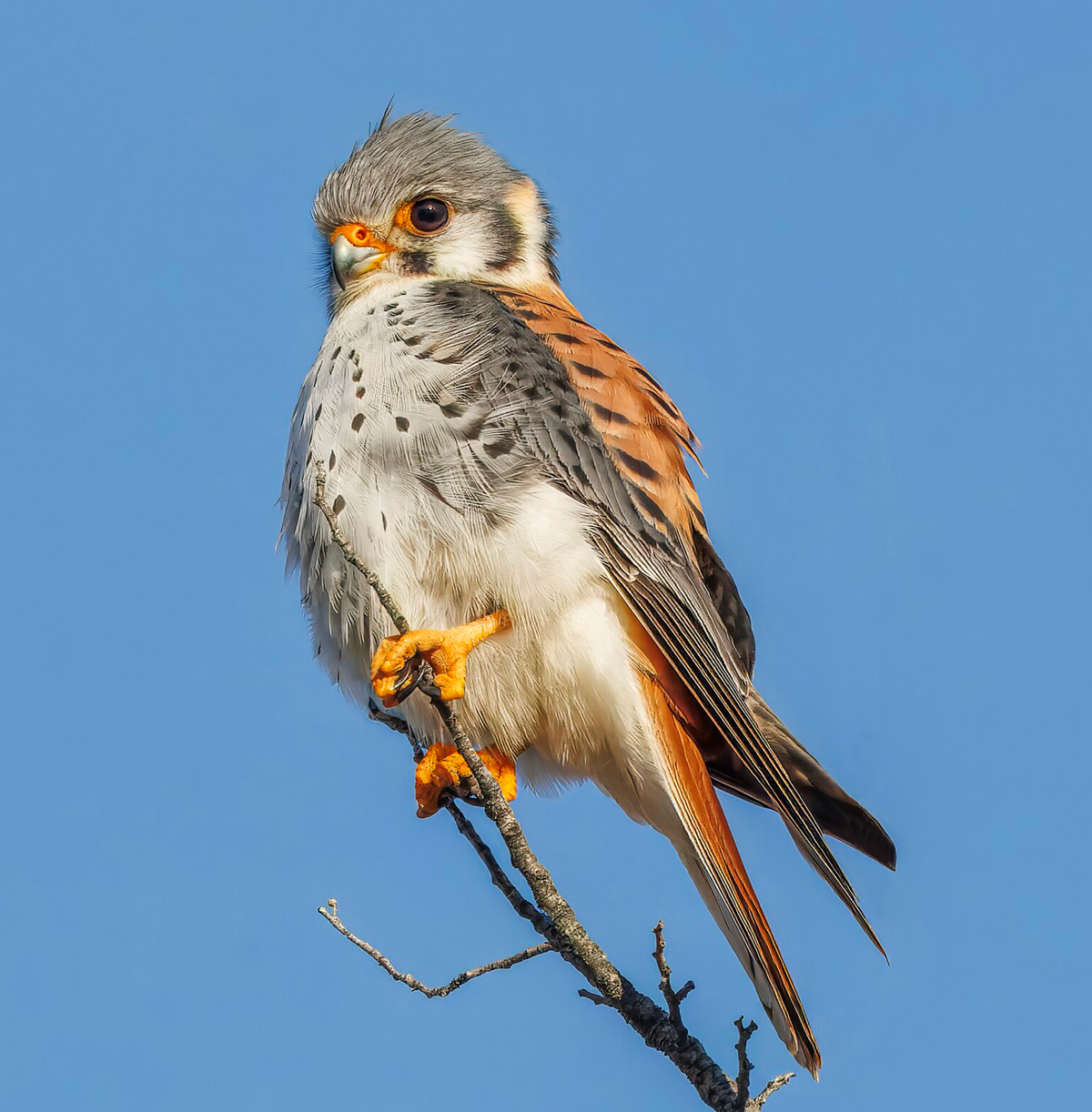American kestrel juvenile male, Leona Amarga, Torres del Paine, Chile. Photo shared on Wikipedia by Charles J. Sharp.