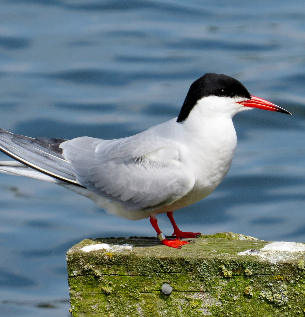 Common tern in summer plumage. Photo shared on Wikipedia by MPF.