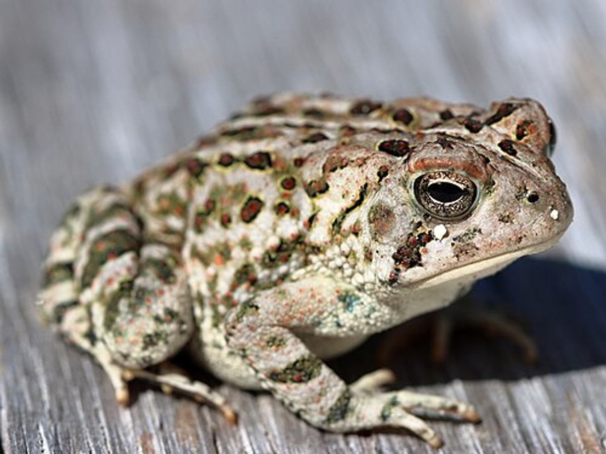 Fowler's toad in NJ Pine Barrens. Photo shared on Wikipedia by Rstanton13.