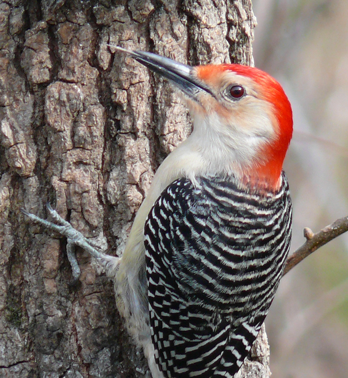 A male Red-bellied Woodpecker in Johnston County, NC. Photo shared on Wikipedia by Ken Thomas.