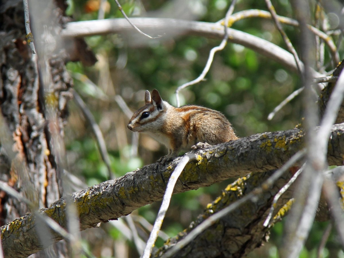 Merriam's chipmunk in a tree, Pinnacles, CA. Photo posted on Wikipedia by Greg Schechter.
