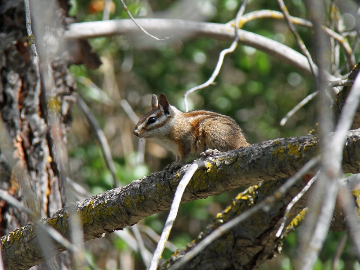 Merriam's chipmunk in a tree, Pinnacles, CA. Photo posted on Wikipedia by Greg Schechter.