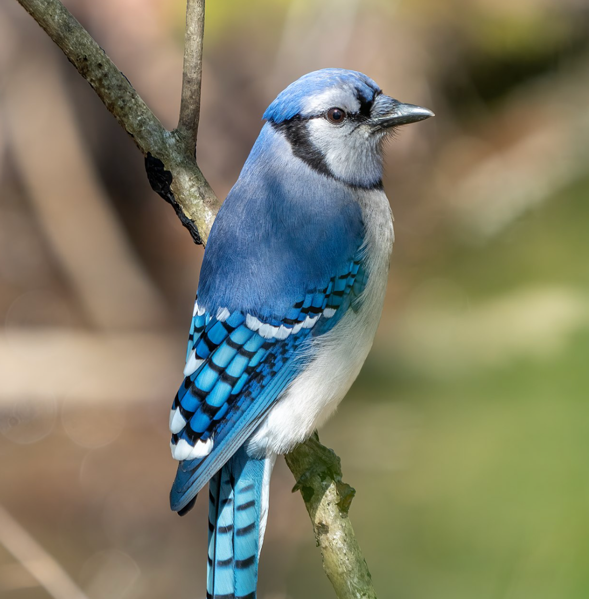 Blue jay in Prospect Park, Brooklyn. Photo shared on Wikipedia by Rhododendrites.