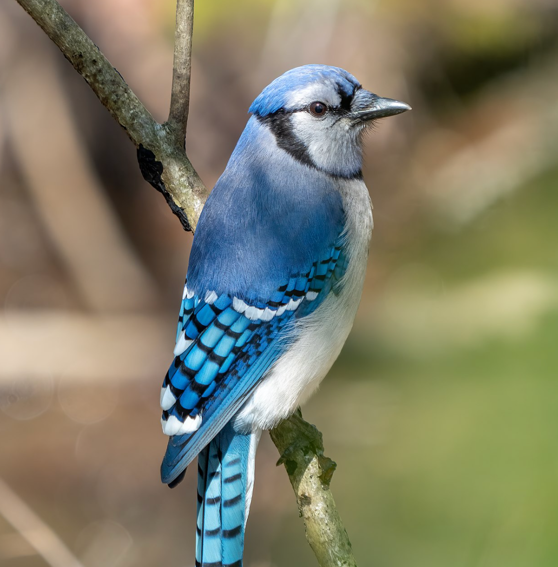 Blue jay in Prospect Park, Brooklyn. Photo shared on Wikipedia by Rhododendrites.