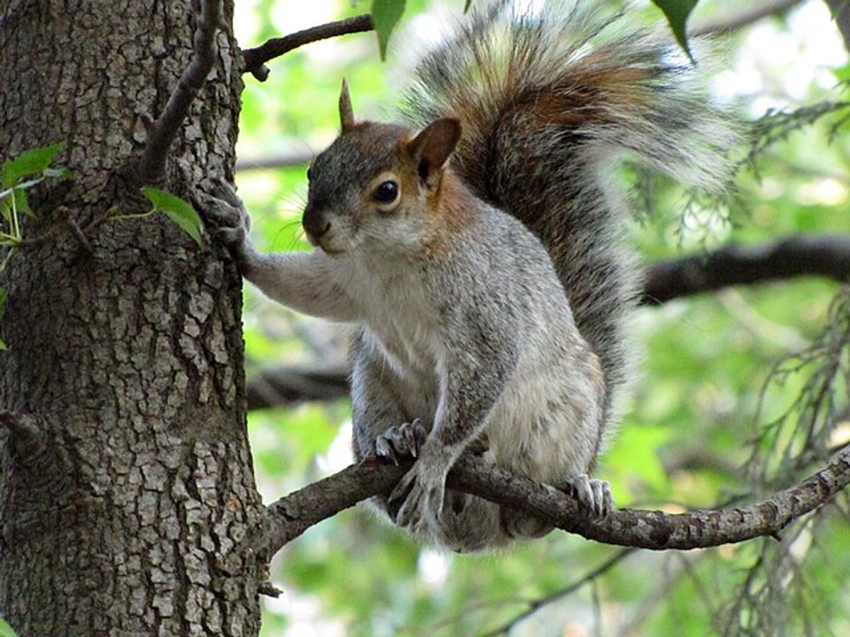Mexican Gray Squirrel in a tree. Photo by Gerardo Noriega.