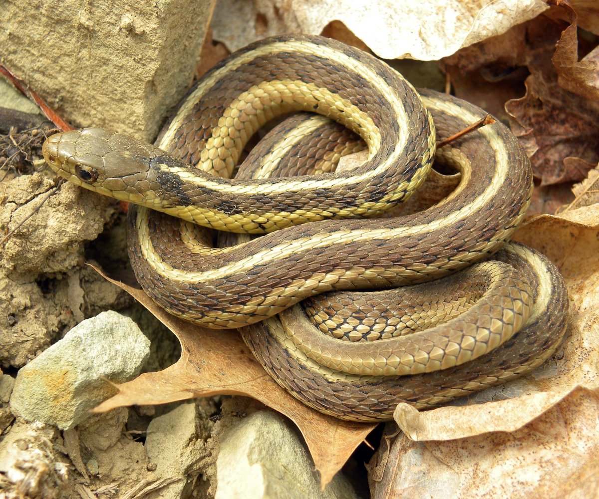 Eastern Garter Snake in Spangler Park, Wooster, Ohio. Photo shared on Wikipedia by Wilson44691.
