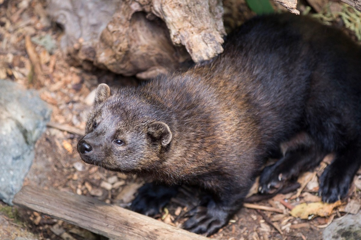 Fisher. Photo shared on Wikipedia by Emily Brouwer, Mount Rainier National Park.