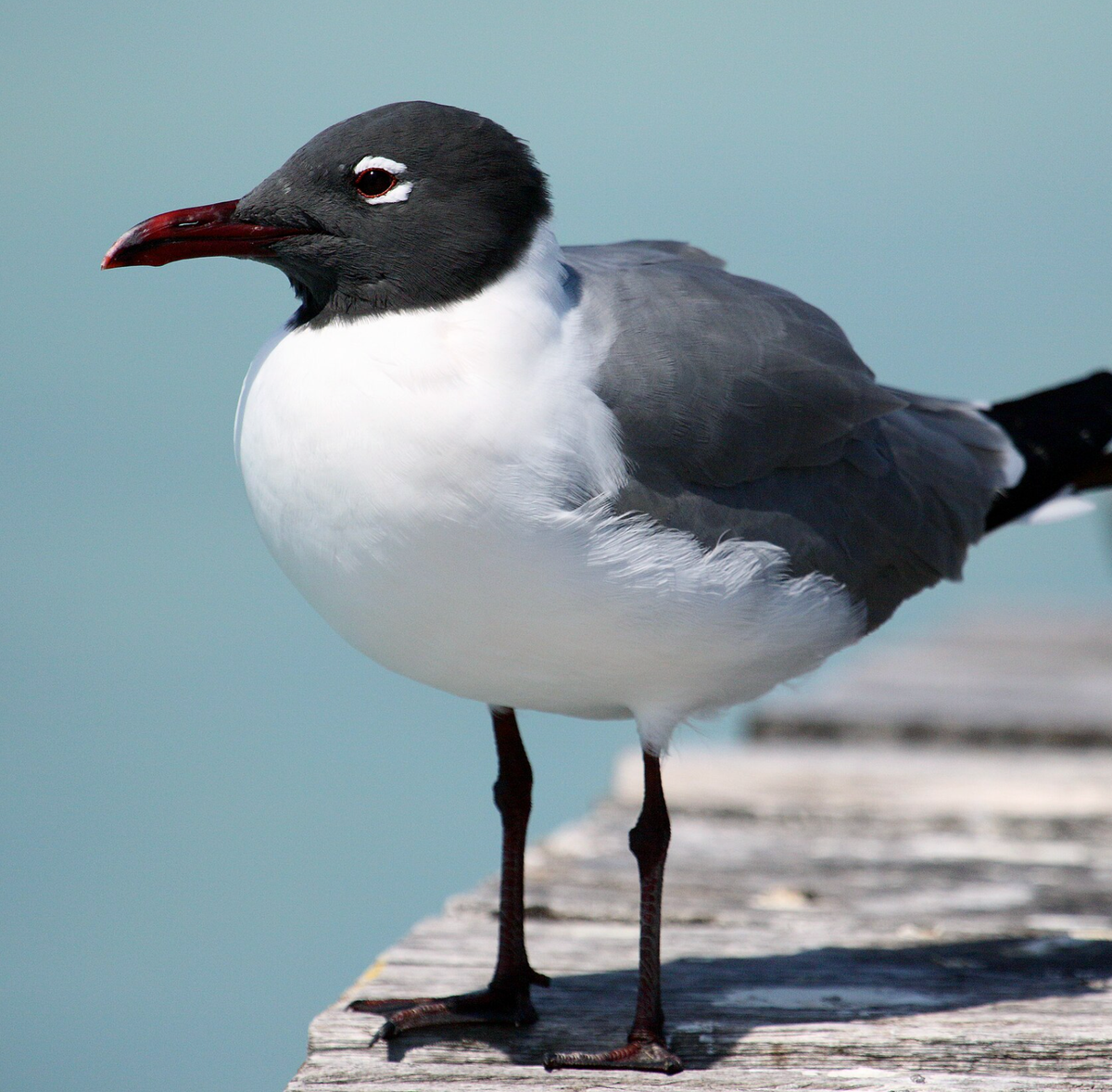 Laughing gull. Photo shared on Wikipedia by Cephas.