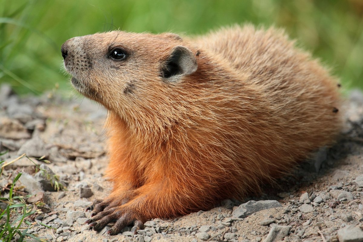 Groundhog on Laval University campus, Quebec, Canada. Photo posted to Wikipedia by Cephas.