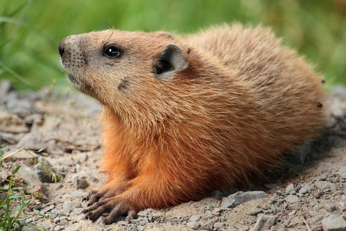 Groundhog on Laval University campus, Quebec, Canada. Photo posted to Wikipedia by Cephas.