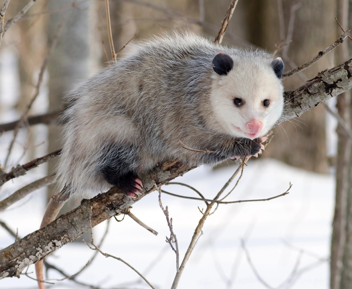 Virginia Opossum on a tree branch. Photo shared on Wikipedia by Cody Pope.
