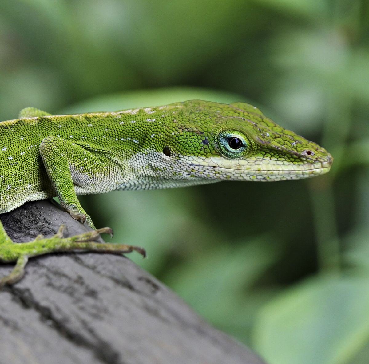 Green anole on railing in Hilo, Hawaii. Photo shared on Wikipedia by Paul Hirst.
