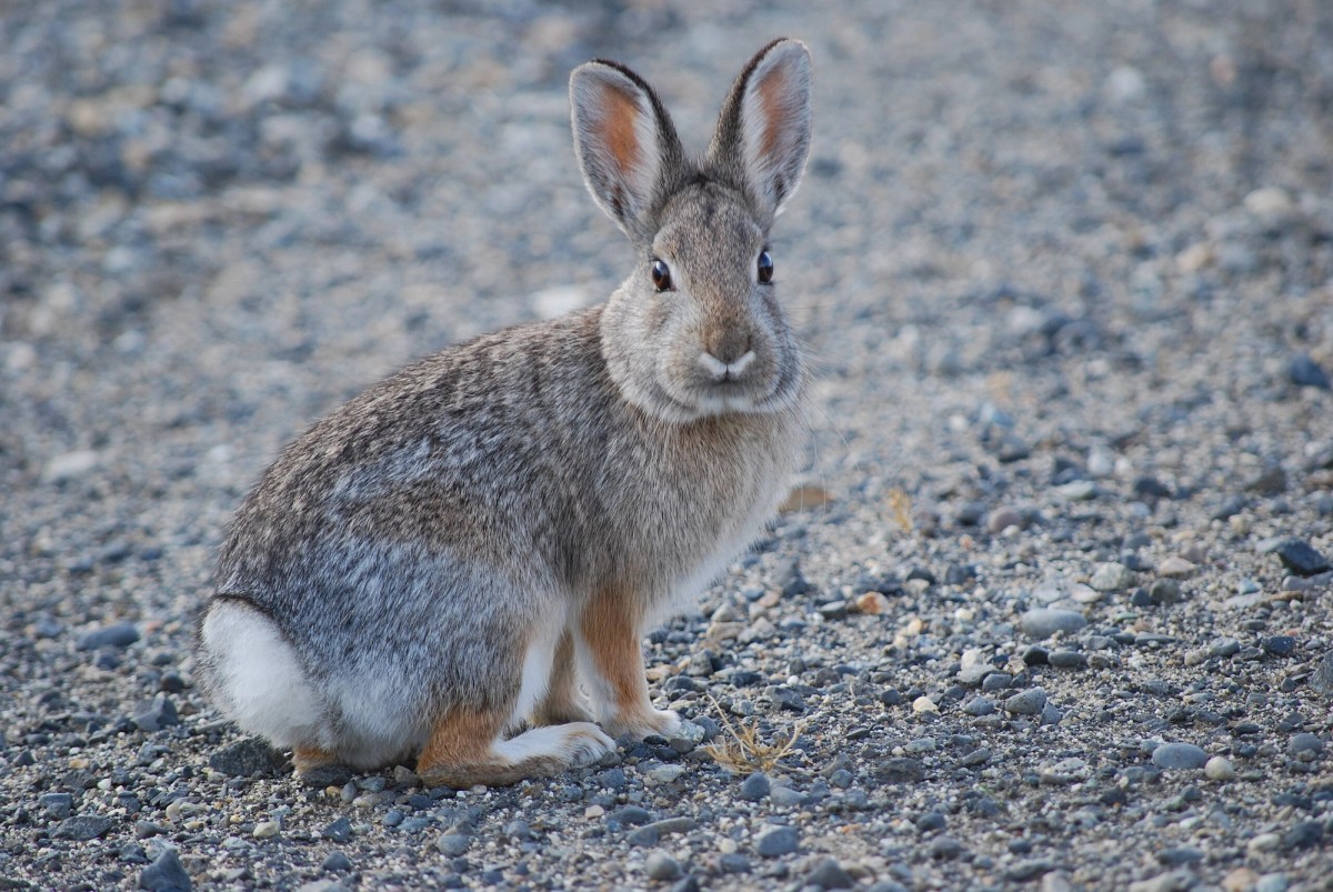 Mountain/Nuttall's Cottontail in Washington State. Photo shared on Wikipedia by Justin Wilde.