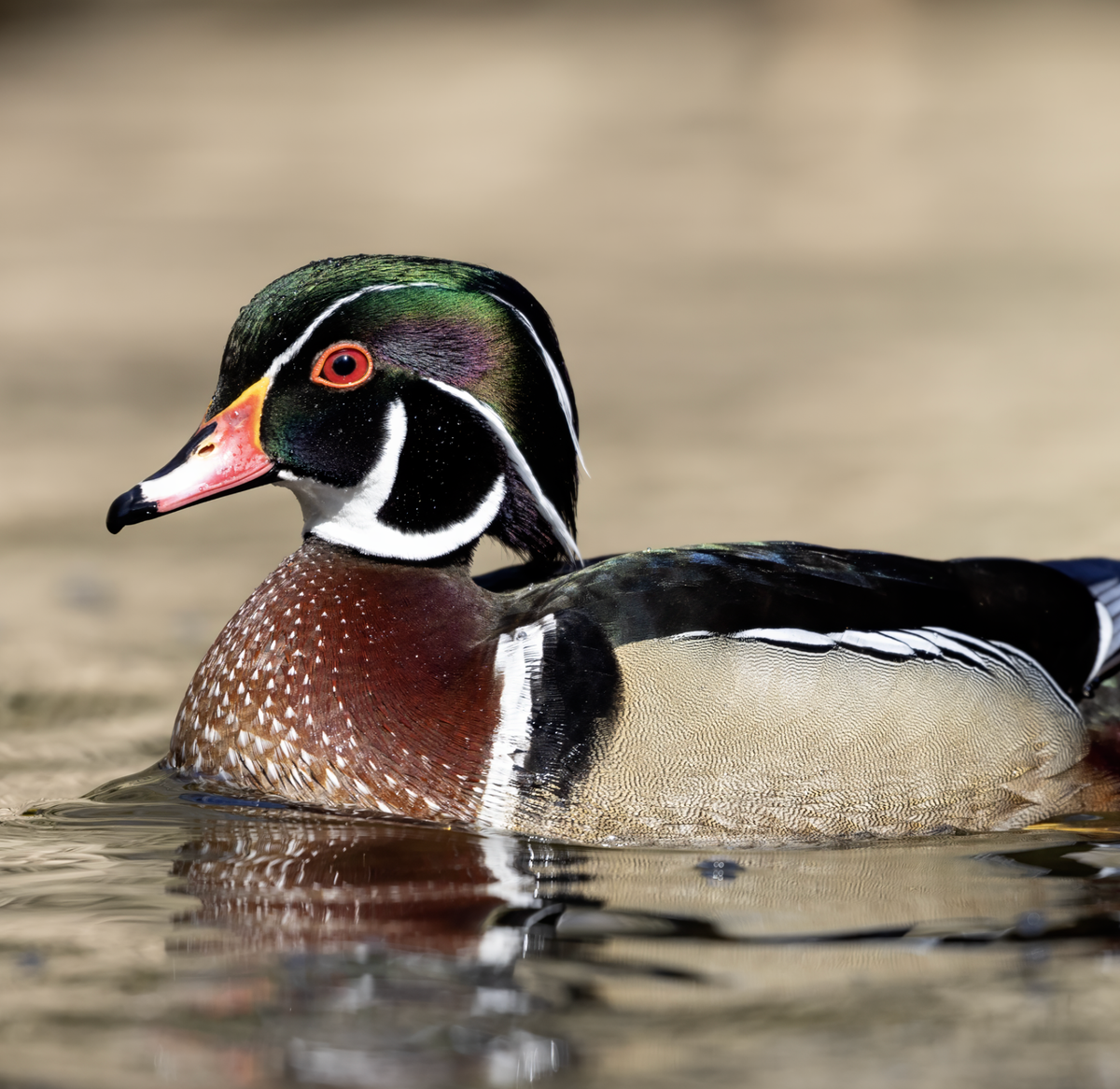 A Drake Wood Duck in the Wissahickon Creek, Philadelphia, PA. Photo shared on Wikipedia by Chuck Homler d/b/a FocusOnwWildlife.