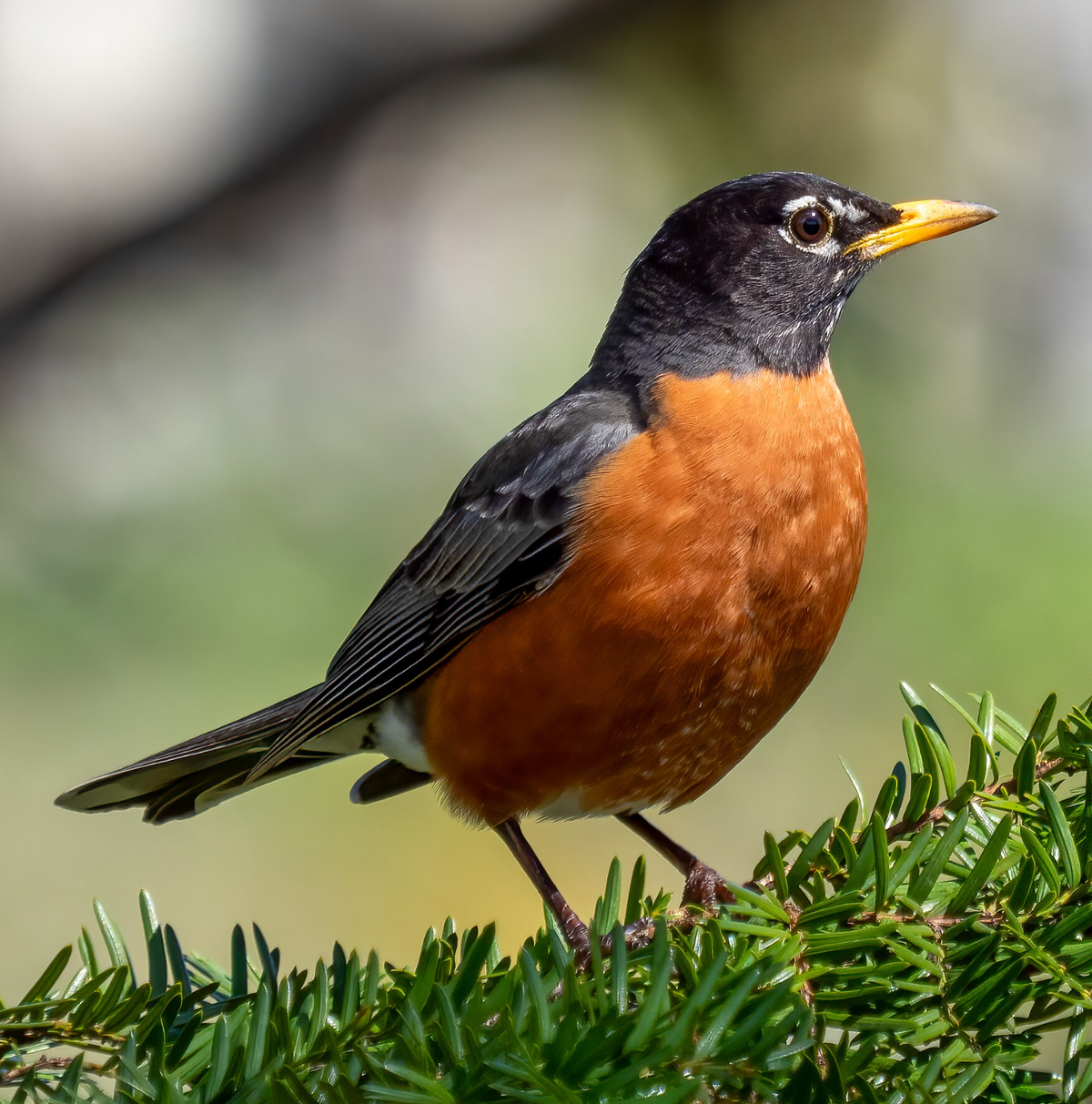 American robin in Green-Wood Cemetery, Brooklyn, NY. Photo shared on Wikipedia by Rhododendrites.