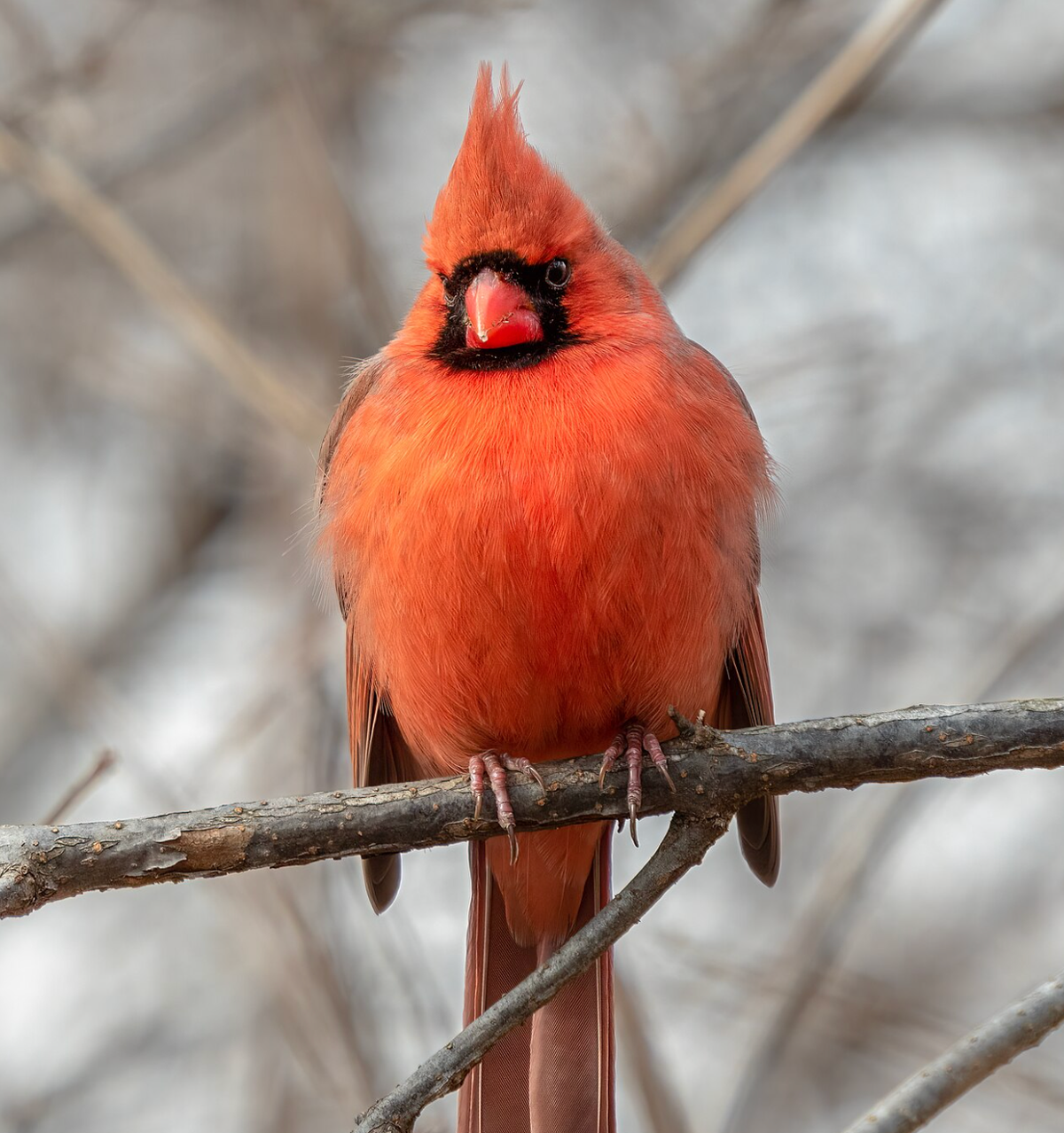 Male northern cardinal in Central Park, NY. Photo shared on Wikipedia by Rhododendrites.