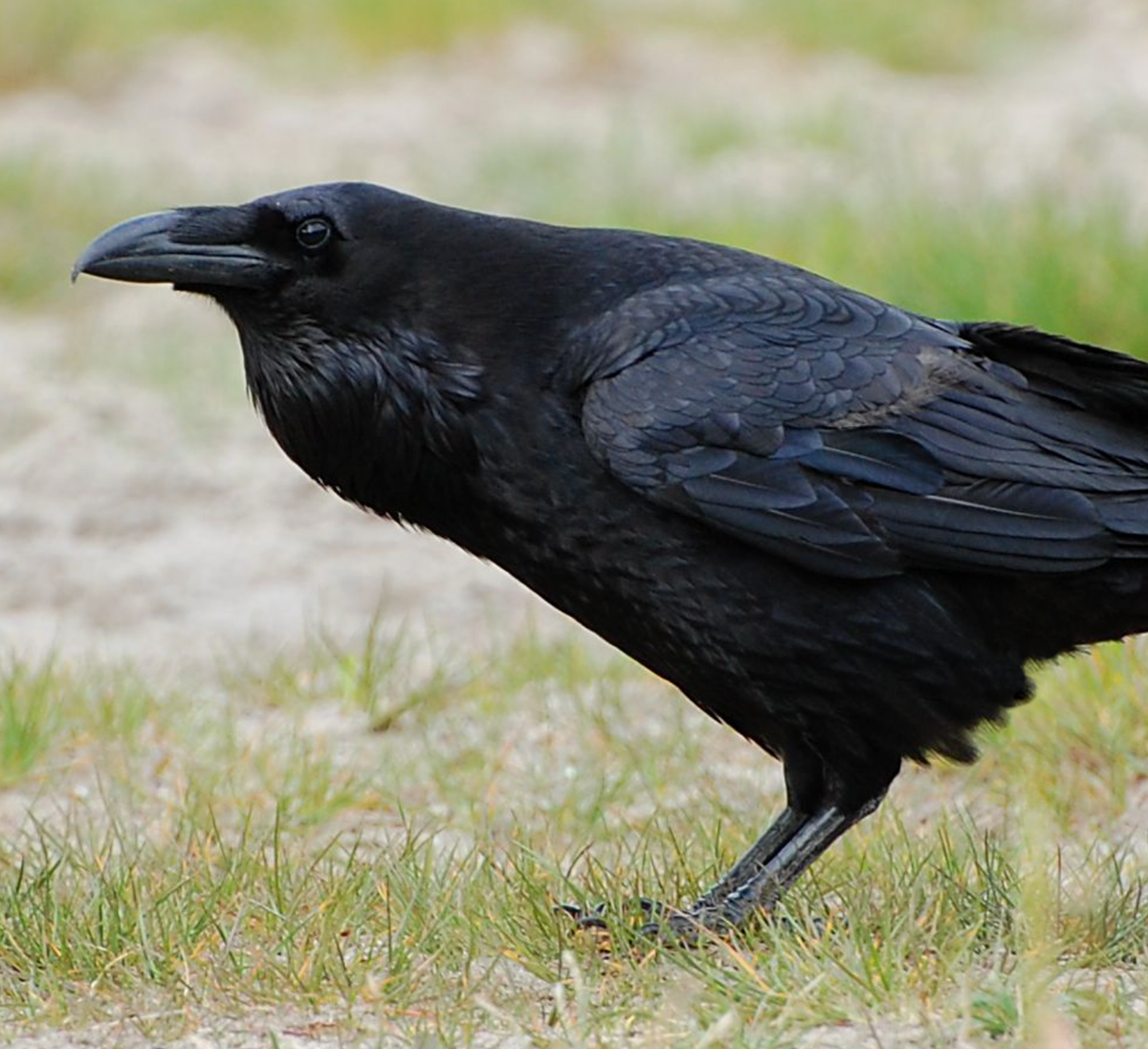 Common raven. Photo shared on Wikipedia by Accipiter.