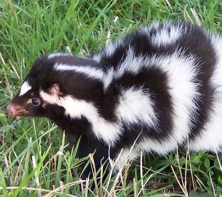 Eastern spotted skunk. Photo shared on iNaturalist.