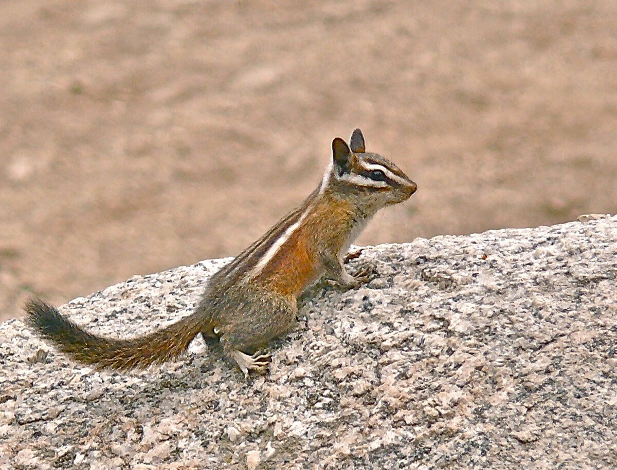 Lodgepole chipmunk on bark. Photo uploaded to Wikipedia by Linda Tanner.