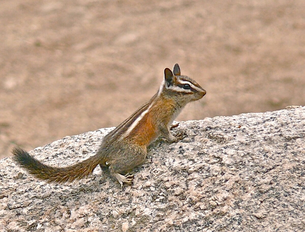 Lodgepole chipmunk on bark. Photo uploaded to Wikipedia by Linda Tanner.