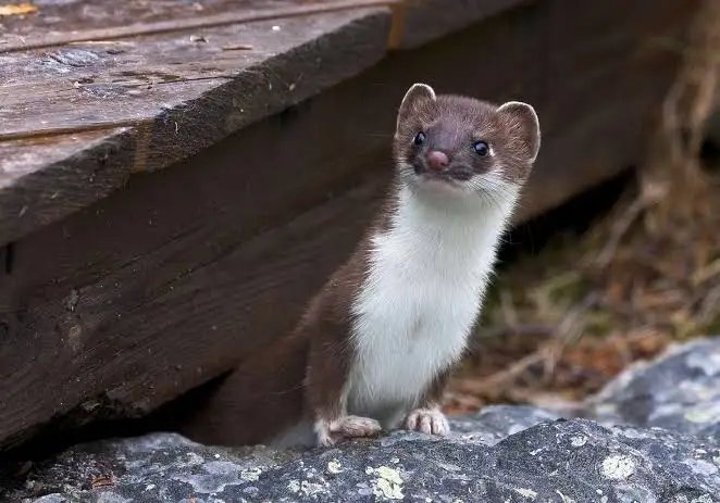 Long-tailed weasel. Photo posted by Vermont Trappers Association.