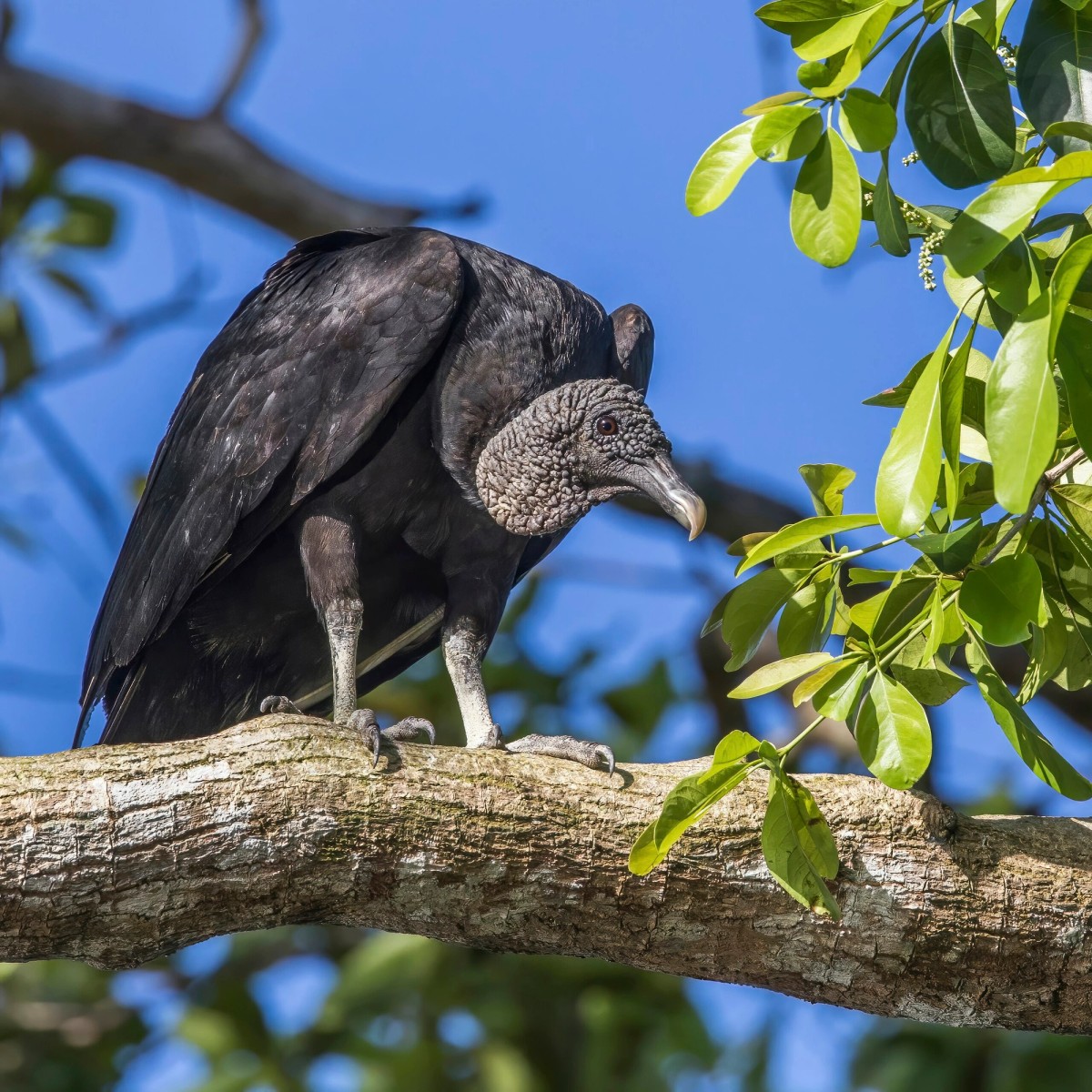 Black vulture, Peten, Guatemala. Photo shared on Wikipedia by Charles J. Sharp.