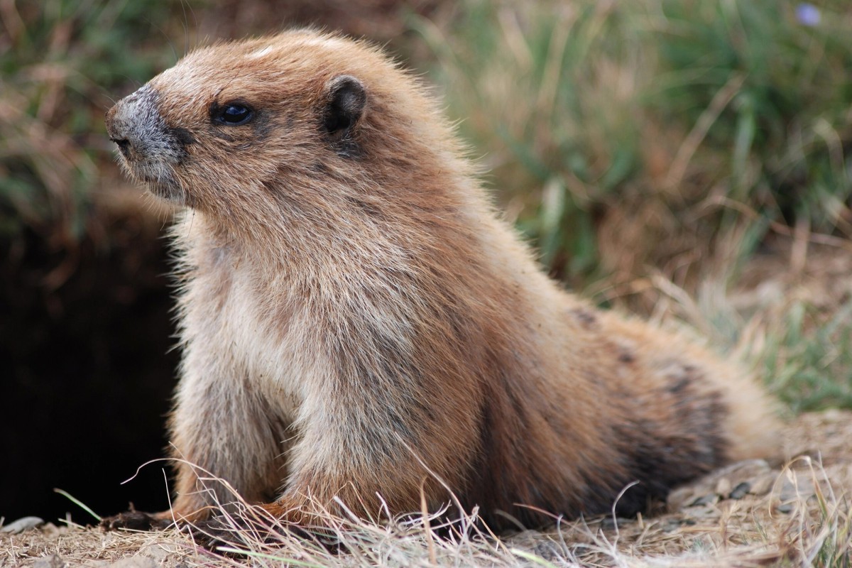Olympic Marmot. Photo posted to Wikipedia by Helen Rickard.