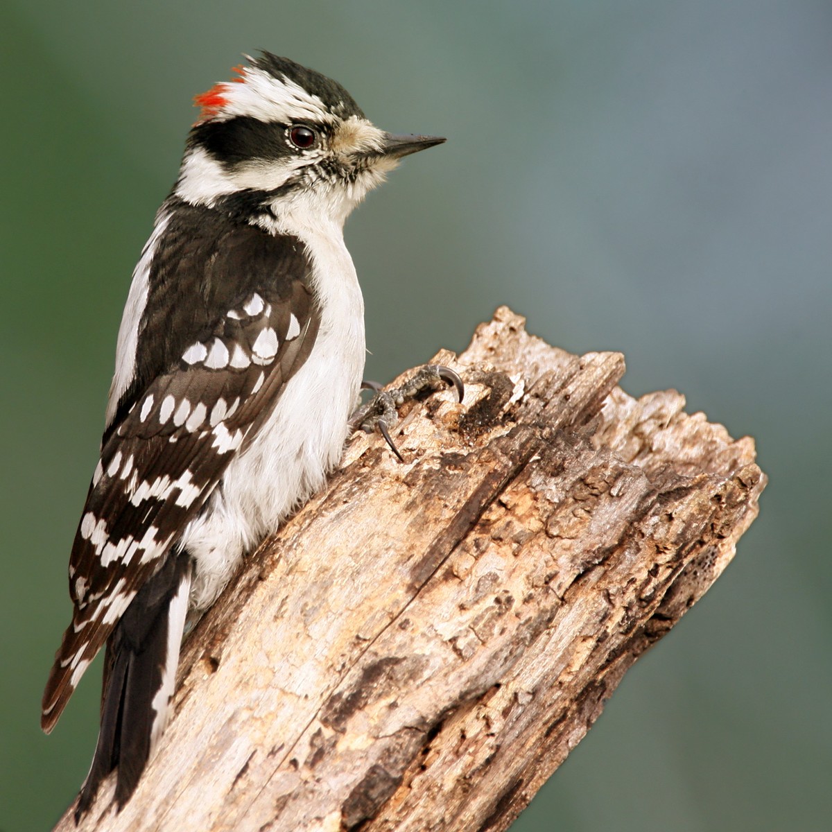 A male Downy Woodpecker, in Poquott, Long Island, NY. Photo shared on Wikipedia by Wolfgang Wander.