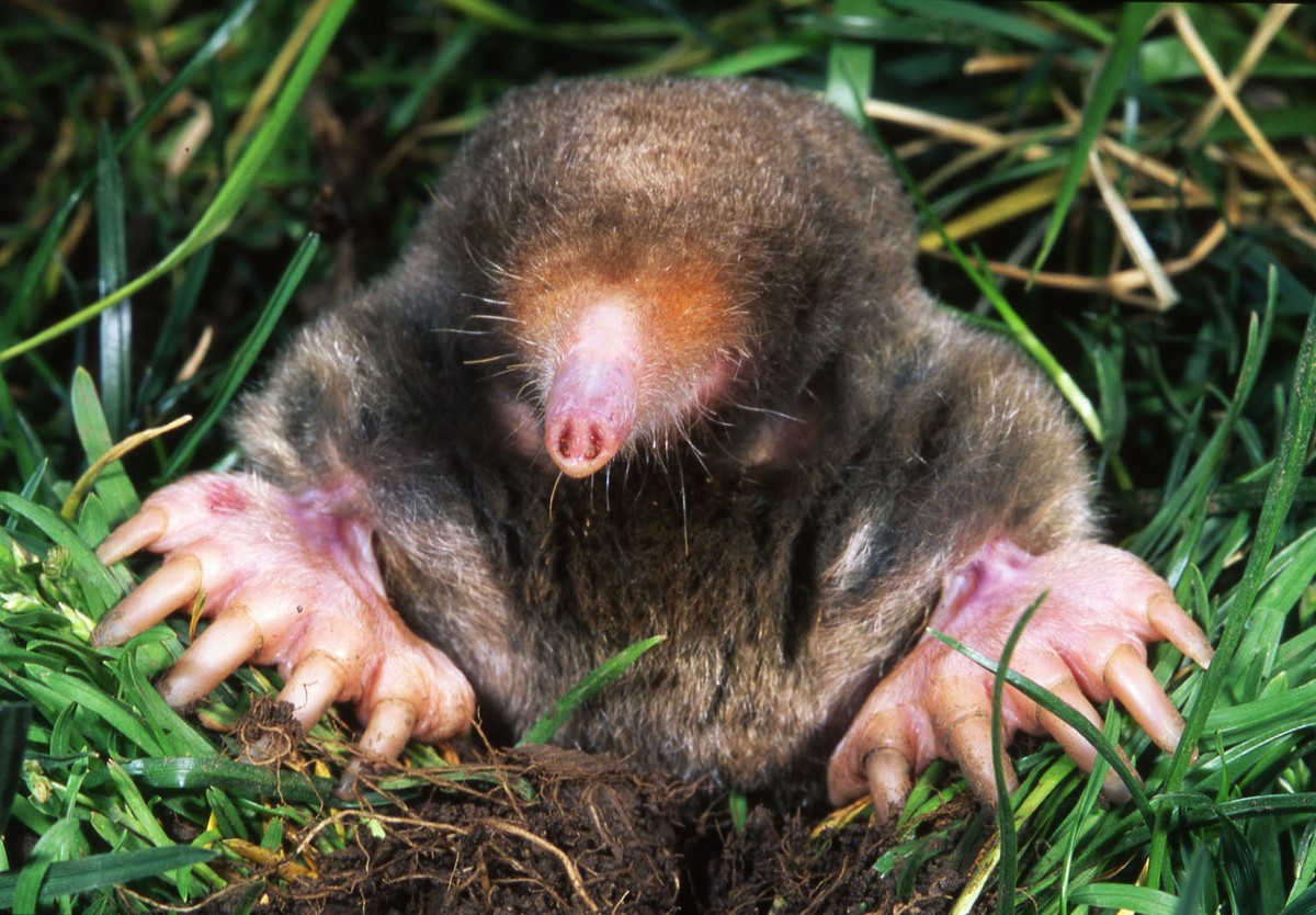 Eastern mole. Photo shared on Wikipedia by Kenneth Catania, Vanderbilt University.