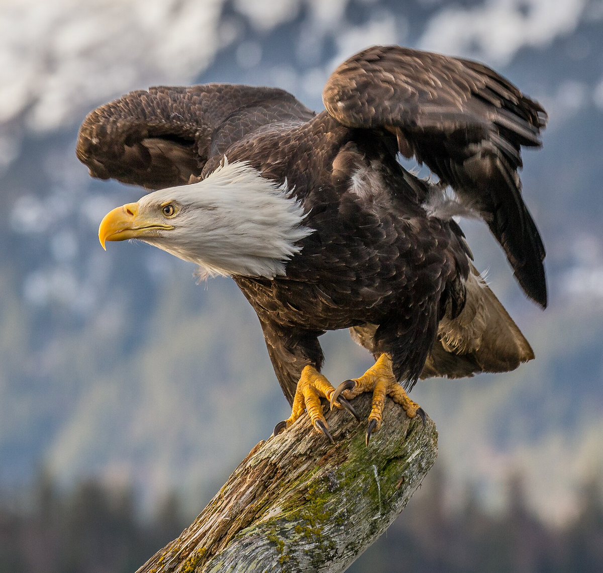 Bald Eagle in Kachemak Bay, Alaska. Photo shared on Wikipedia by Andy Morffew.