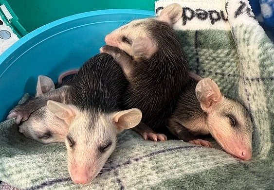 Baby opossums